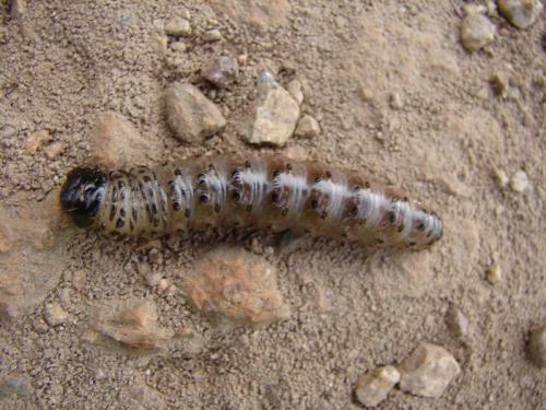 Réf. 77 842 : Apamea sp.