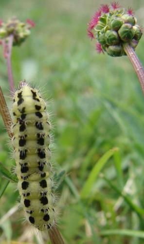 Zygaena sp.