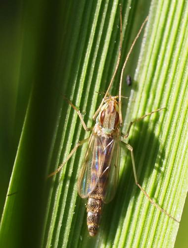 Chironomus sp.