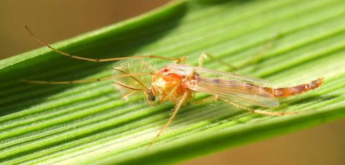 Chironomus sp.