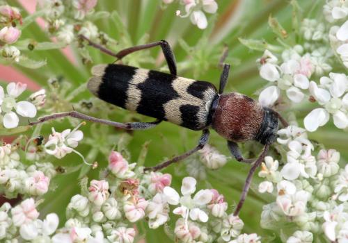 Chlorophorus trifasciatus