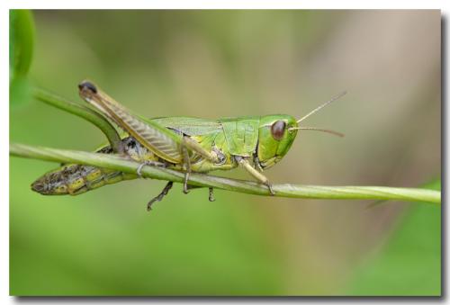 Pseudochorthippus parallelus