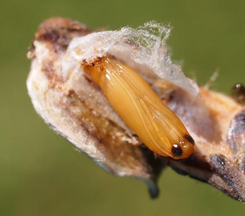 Alucita sp.
