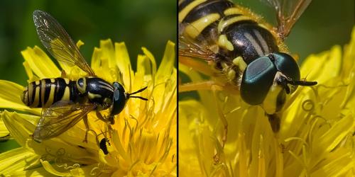 Chrysotoxum verralli