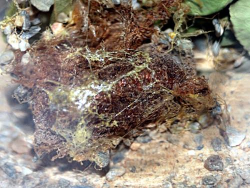 Cimbex quadrimaculatus