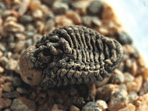 Cimbex quadrimaculatus