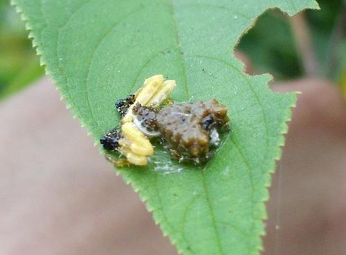 Phrynarachne ceylonica