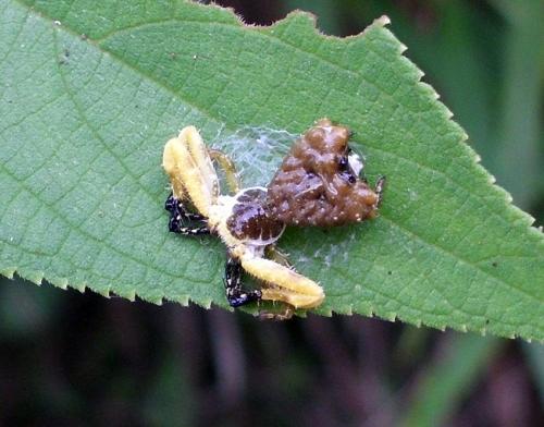 Réf. 77 640 : Phrynarachne ceylonica
