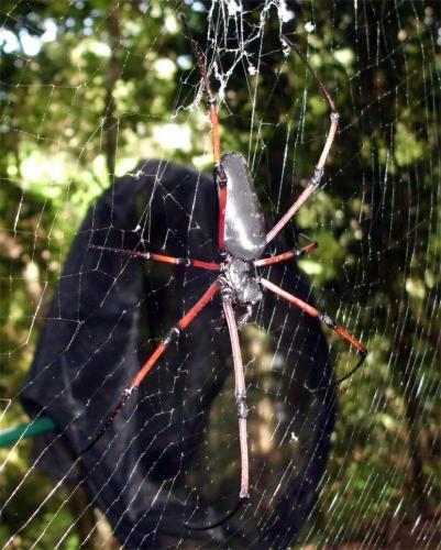 Nephila kuhlii