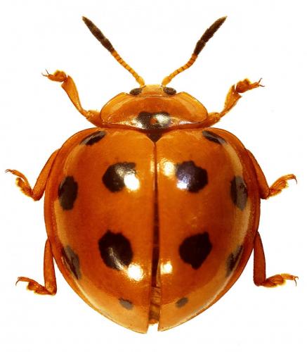 Réf. 77 943 : Cyclotoma coccinellina