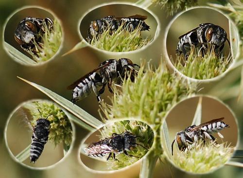 Réf. 77 816 : Coelioxys acanthura