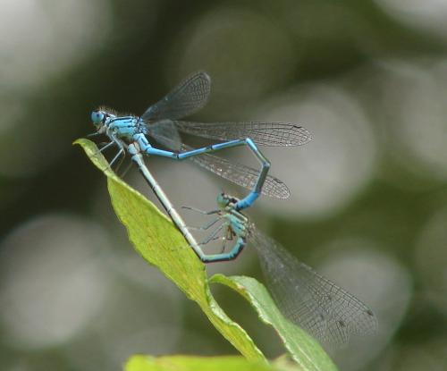 Coenagrion puella