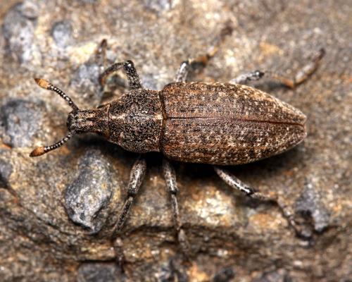 Rhabdorrhynchus seriegranosus