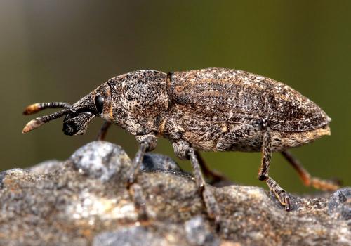 Rhabdorrhynchus seriegranosus