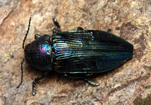 Réf. 77 469 : Buprestis rustica