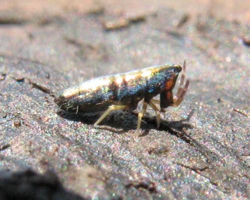 Réf. 77 039 : Lepidocyrtus paradoxus
