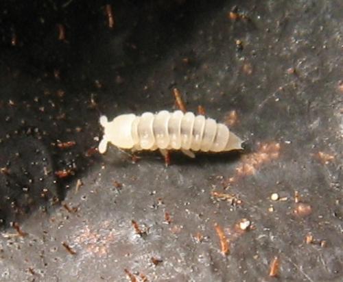 Kalaphorura burmeisteri