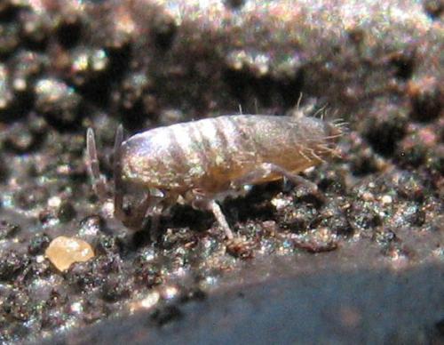 Lepidocyrtus curvicollis