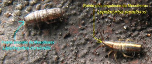 Lepidocyrtus divers