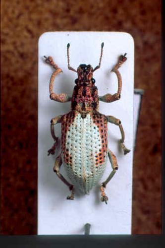 Réf. 77 659 : Compsus sp.