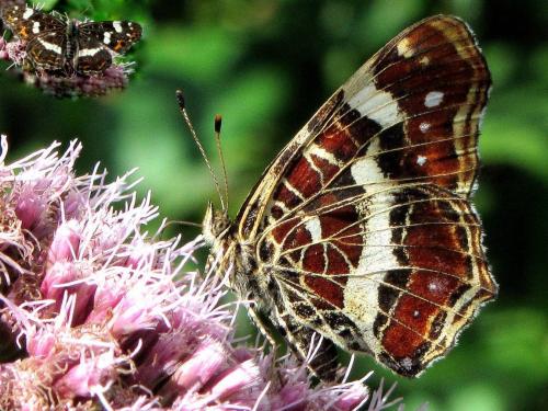 Araschnia levana