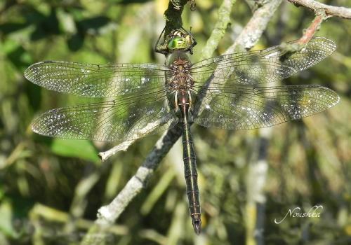 Somatochlora metallica