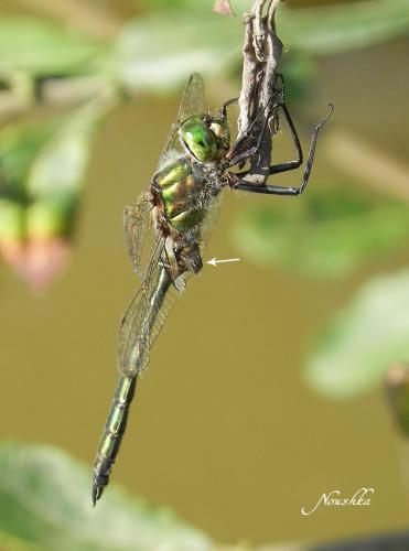 Somatochlora metallica