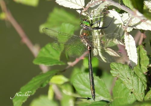 Réf. 77 619 : Somatochlora metallica