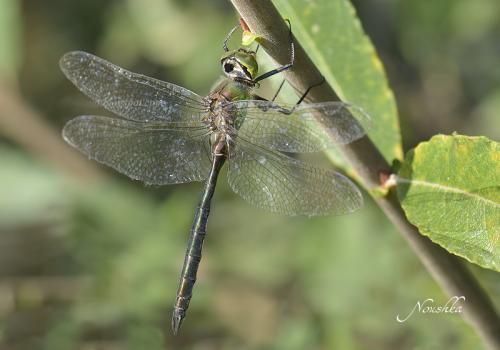 Somatochlora metallica