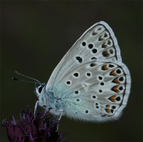 Polyommatus escheri
