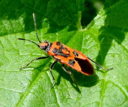 Corizus hyoscyami hyoscyami