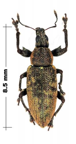 Cratopus sp.