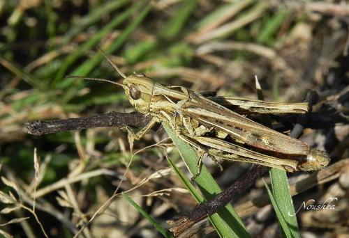 Chorthippus sp.