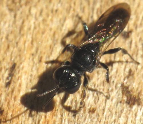 Crossocerus annulipes