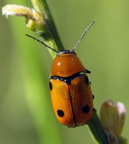 Cryptocephalus bimaculatus