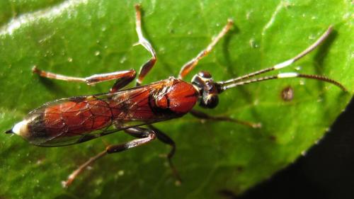 Crytea erythraea