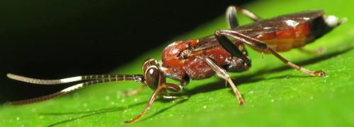 Réf. 77 829 : Crytea erythraea