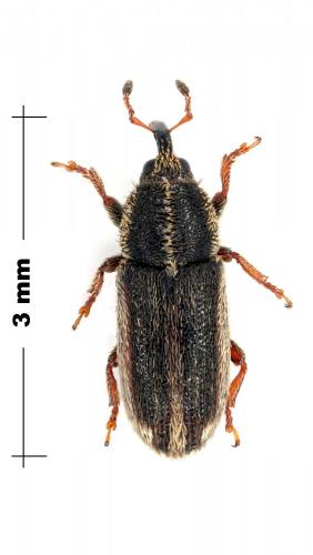 Mecinus circulatus
