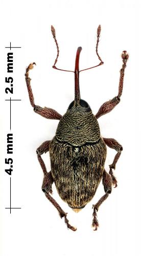 Réf. 77 862 : Curculio glandium