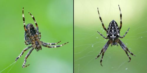 Araneus diadematus