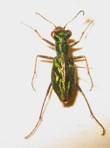 Diastrophella pauliani