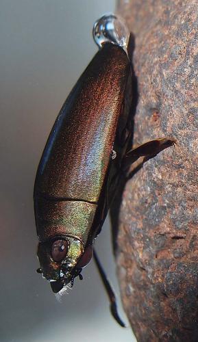 Dineutus aereus