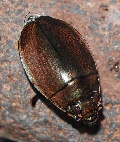 Réf. 77 748 : Dineutus aereus