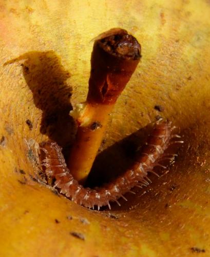 Réf. 77 775 : Propolydesmus testaceus