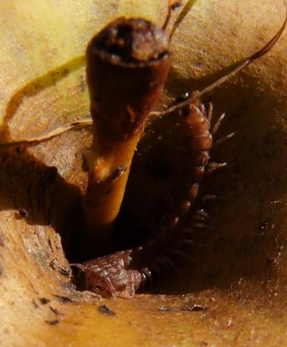 Réf. 77 776 : Propolydesmus testaceus