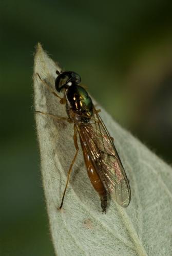 Sargus bipunctatus