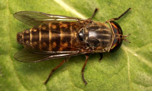 Réf. 77 440 : Tabanus glaucopis