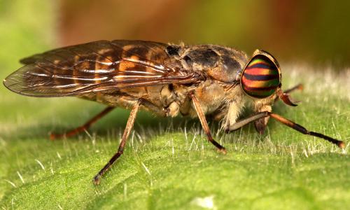 Réf. 77 441 : Tabanus glaucopis
