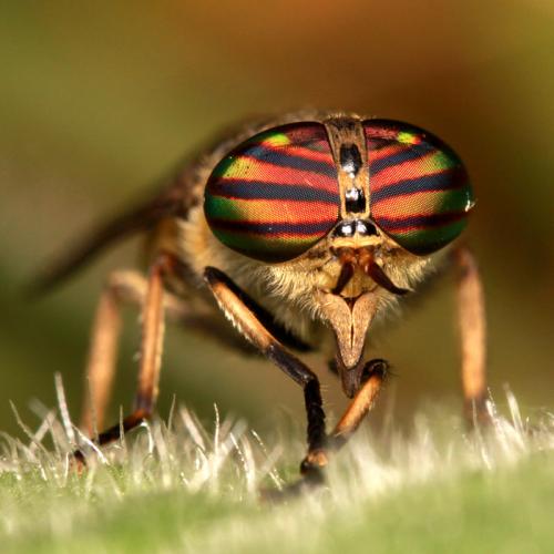 Réf. 77 442 : Tabanus glaucopis