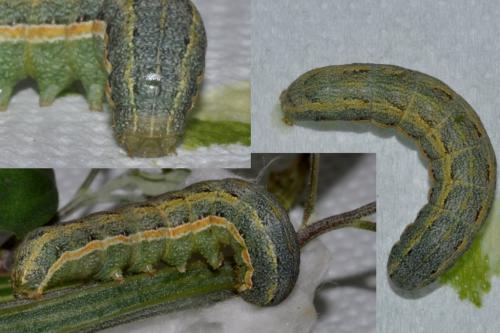 Anarta trifolii